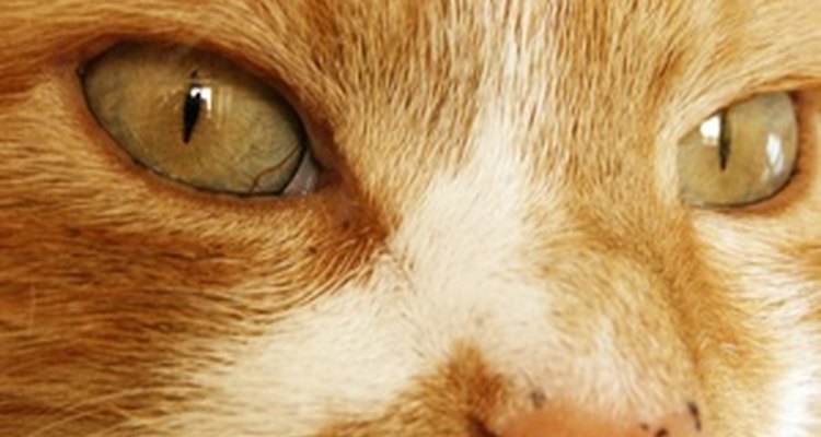 Nasal tumours in cats usually occur in the nasal cavity.