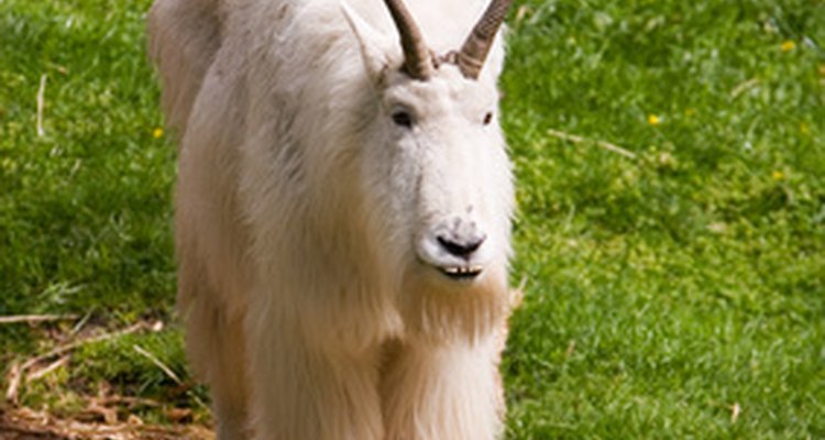 The Long Haired Mountain Goat is thriving in Spain.
