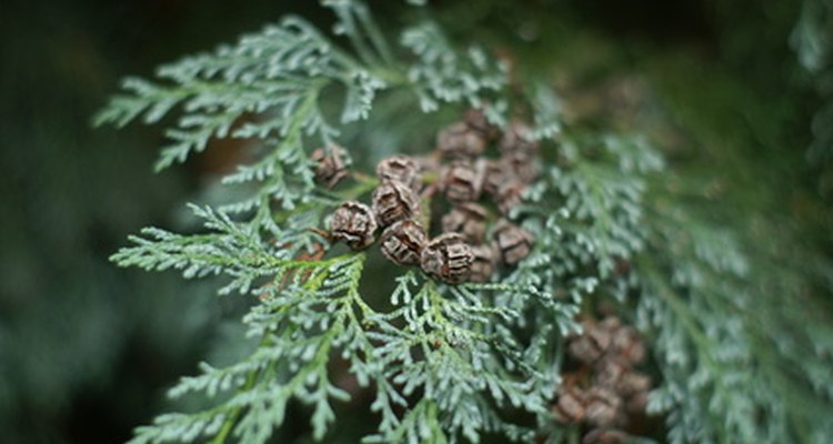 El thuja occidentalis es un tipo de ciprés.