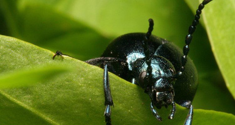 Enquanto a maioria dos besouros são negros, várias variedade possuem cores vibrantes