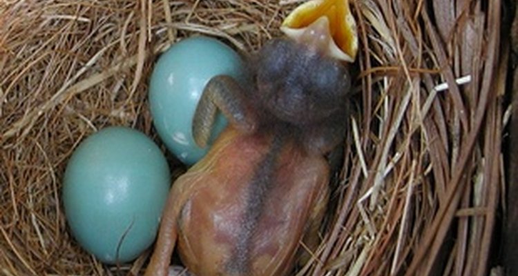 Powder blue robin eggs usually arrive three or four at a time.