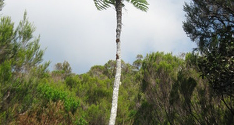 Los árboles de helechos homospóricos crecen de una pequeña espora y alcanzan grandes alturas.