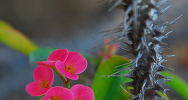 Flores del cactus corona de espinas.