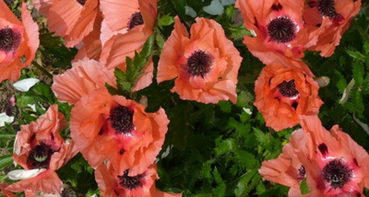 Perennial poppies are bright additions to landscaping.