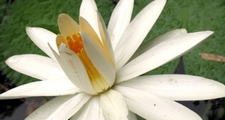 Un tatuaje de flor de loto es una opción popular.
