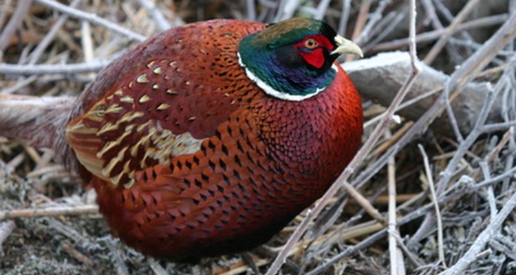 Los polluelos de faisanes son usualmente criados para ser objetivo de los cazadores de aves.