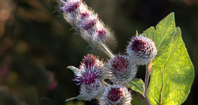 Studies say milk thistle helps to heal the liver.