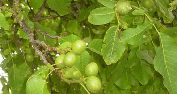 Some plants will thrive under English walnut trees.