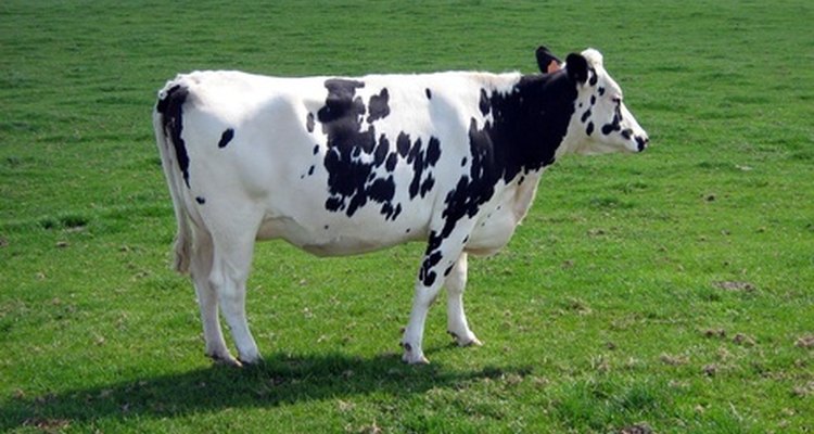 As vacas afetadas por carrapatos podem ficar doentes e infectar o rebanho