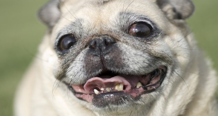 Cães às vezes brincam de forma agressiva