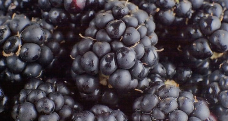Add luscious blackberry plants to your container garden.