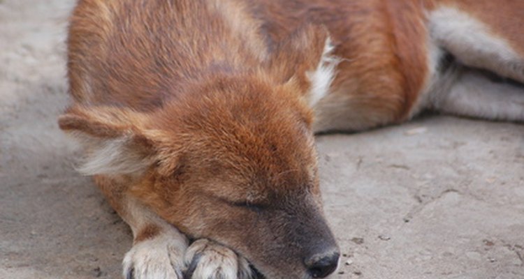 Los perros con sarna requieren un tratamiento rápido y específico.