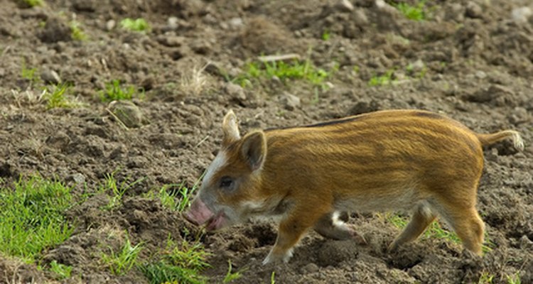 Pigs that roam freely can carry pork tapeworm