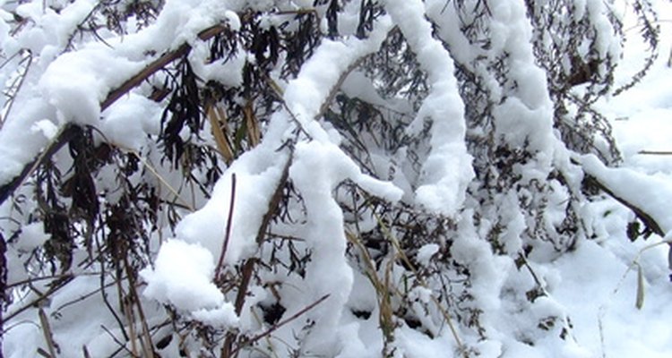 Snow storms depend on warm fronts for moisture supply.