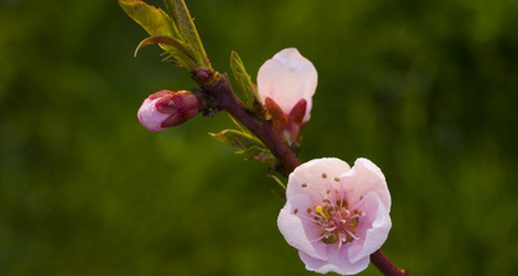 Pink peach tree flower blooms.