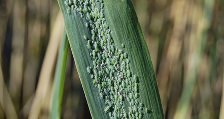 Many types of insect pests cause trouble in a garden.