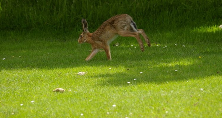 Hares look similar to rabbits, but have longer legs and ears.
