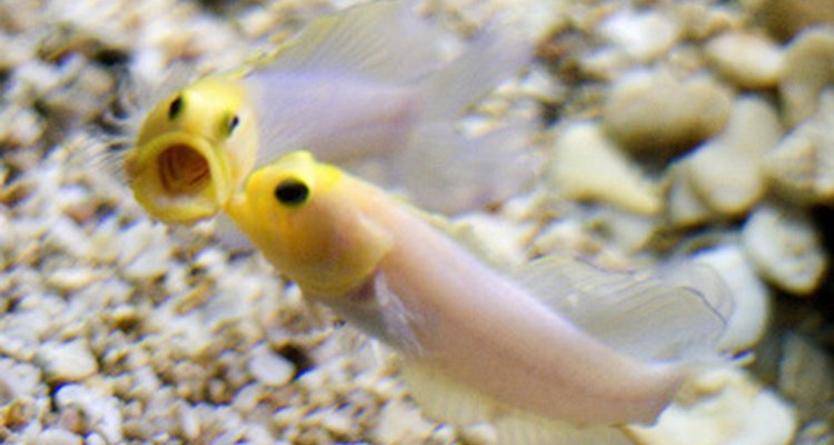 Saiba o que fazer para impedir que os peixes pequenos sejam sugados pelo filtro do aquário