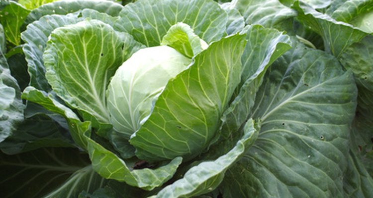 Los vegetales crucíferos, como los coles, están entre los alimentos que ocasionan gases.