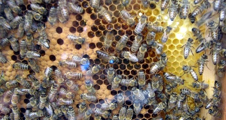 Una colonia entera de abejas es producida por una reina.