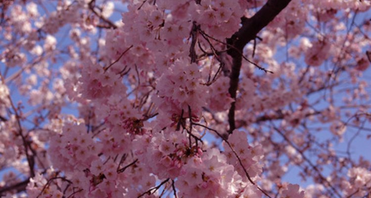 Washington D.C., has several thousand cherry blossoms.