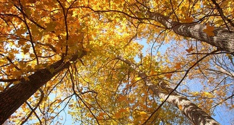 La caída de la fruta en otoño fomenta el uso de las bolas para la decoración de la época.