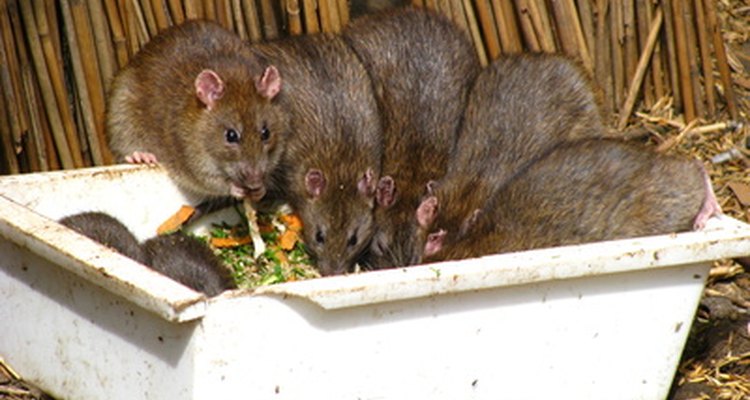 Deshazte de ratas y ratones tan rápido como puedas.