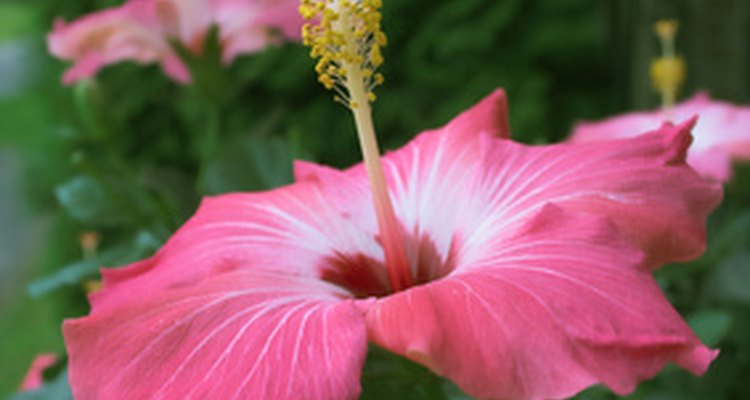 Hibisco