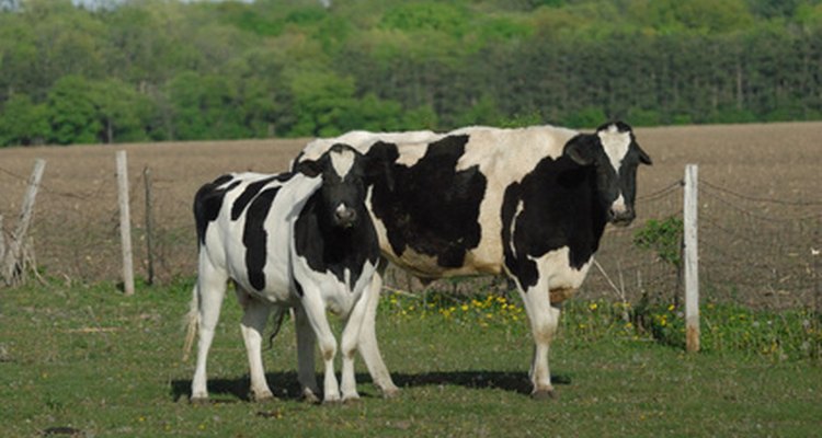 Los novillos Holstein suelen crecer más rápidamente que los demás.