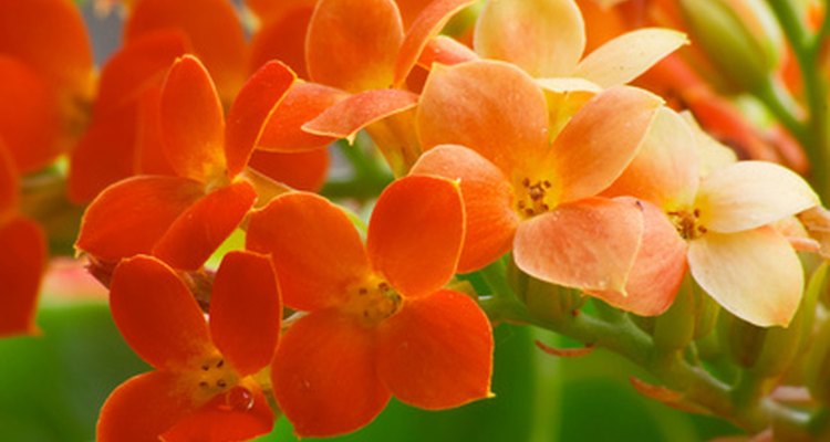 Cómo propagar el kalanchoe.