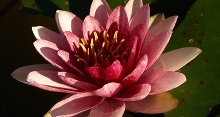 The lotus is an important flower in Buddhism.
