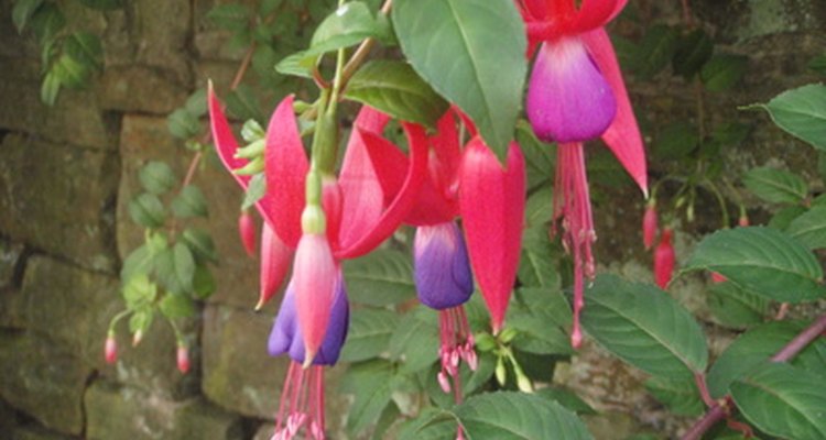 Fucsias.