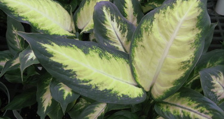 ornamental-plants-in-nigeria