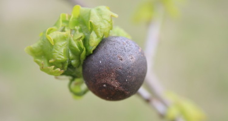 Agallas de roble.