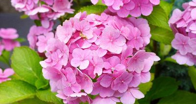 Hydrangea blooms can nearly cover the bush's leaves.