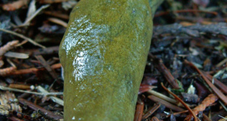 Slugs are an expensive pest for farmers worldwide.