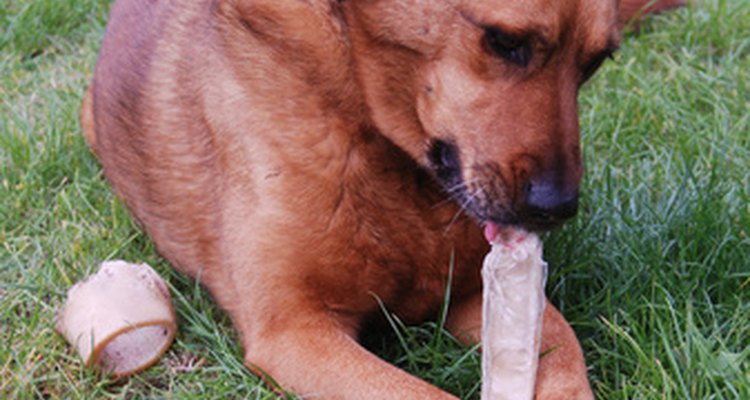 Cães amam mastigáveis, mas existem riscos associados à essas guloseimas