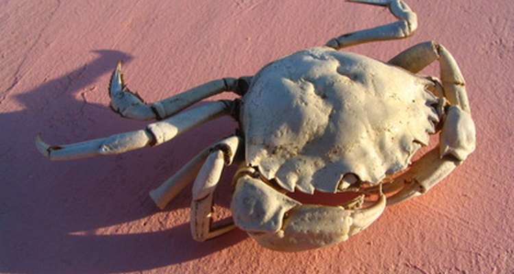 Os caranguejos-reais são encontrados principalmente no oceano pacífico