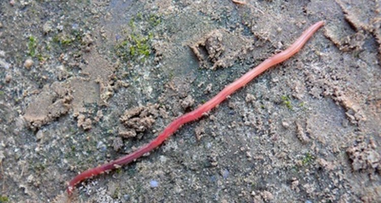 Los desechos de las lombrices proporcionan al suelo un fertilizante adicional.