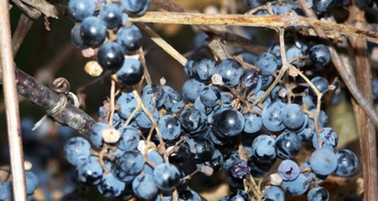 Las uvas crecen en plantas trepadoras leñosas.