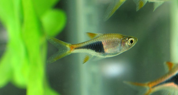 Harlequin rasboras are native to Southeast Asia.