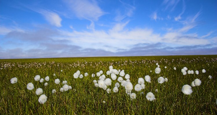 Apesar do clima rigoroso, algumas flores silvestres se adaptaram à tundra do Ártico