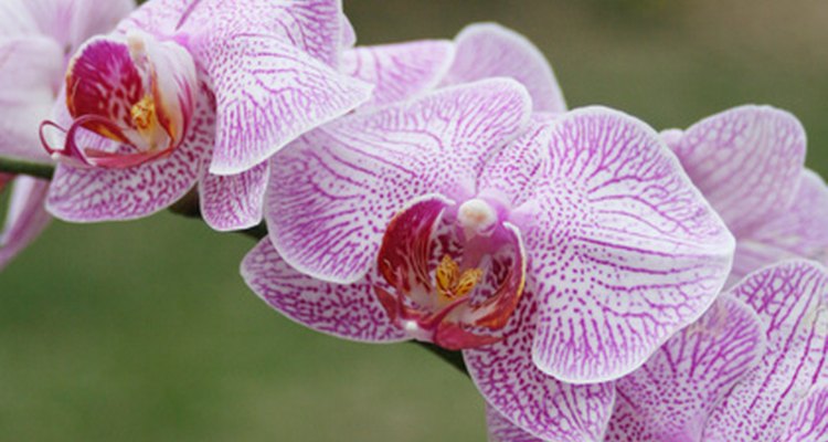 Las orquídeas dendrobium nobile son originarias del sudeste de Asia y del Himalaya.
