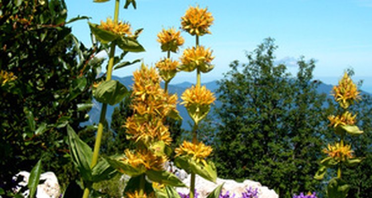 Alpine flowers