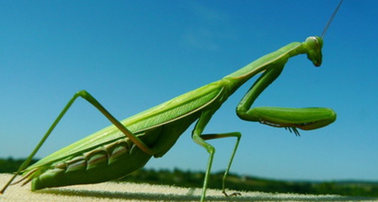 Hummingbird predators in the rainforest include hawks and the praying mantis.
