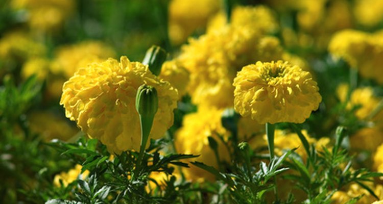 La primavera es la estación del año en que todo vuelve a vivir.