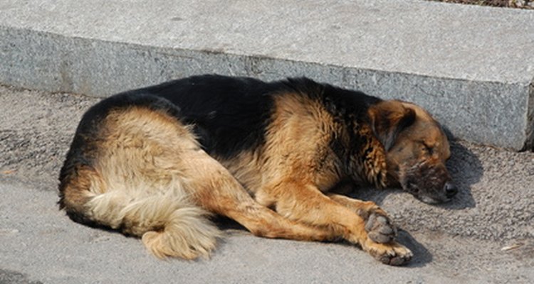 Los perros que sufren de parvovirus experimentan vómitos y diarrea.