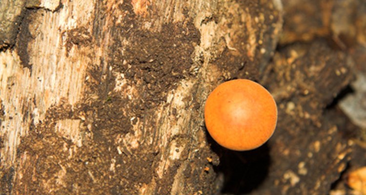 Los hongos naranjas pueden ser o bien roya, hongos mucilaginosos, o un crecimiento de setas en una planta.