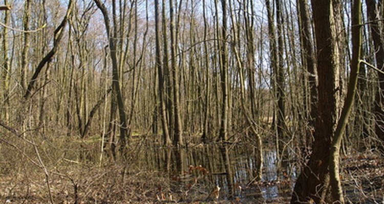 Los pantanos tienen árboles o arbustos.