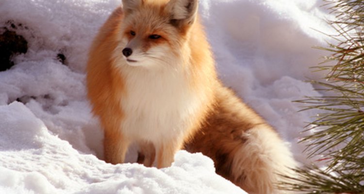 Fox fur comes in a wide range of natural colours.
